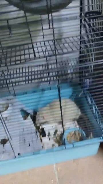 Крыса белая