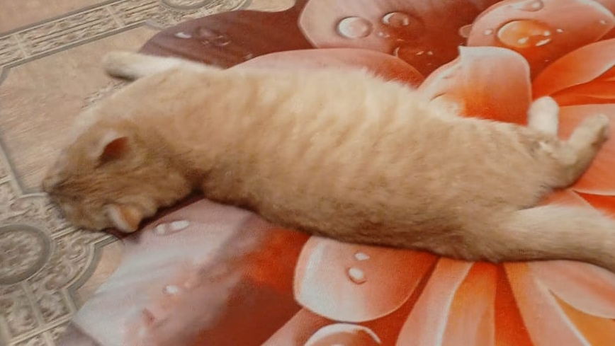 приветствие