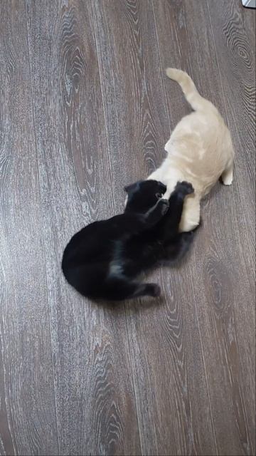 Борьба иммунитета и вредоносного микроорганизма