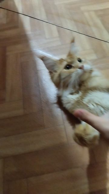 когда решила снять кошку