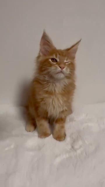 Муфаса Гранд Майер