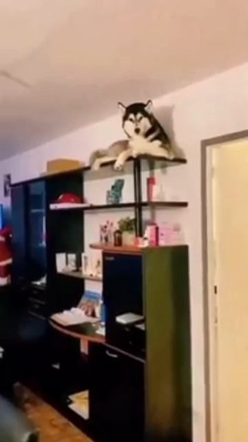 F811585dcfb79cda13c3563f7dc8ab65