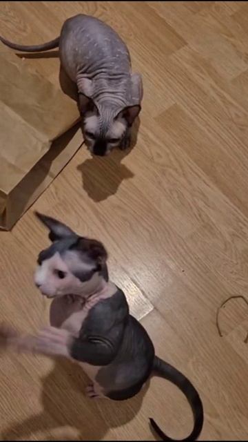 Так и живём #коты #животные #прикол #смешныеживотные