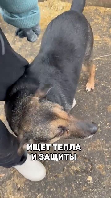 Маленький Тузик ищет дом! Помогите найти хозяев!