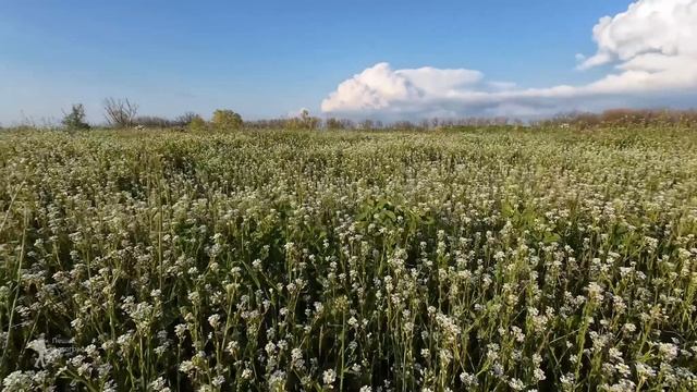 Сергиевская