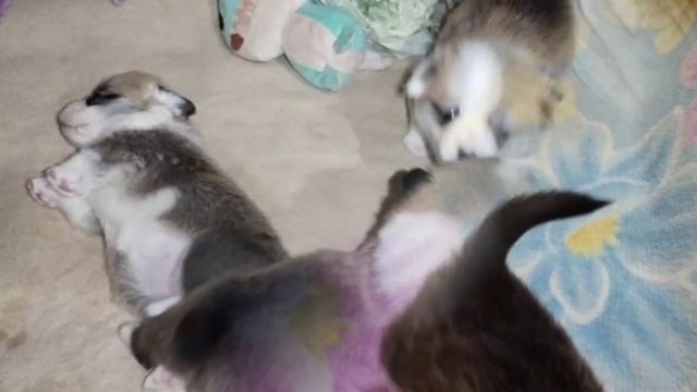 Фрай Винд Э-помет, щенки вельш корги пемброк, возраст 3 недели