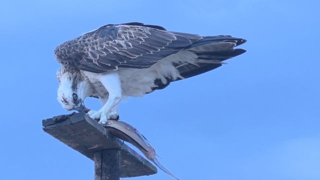Завтрак пернатого хищника.Wadi Lahmy Azur Resort.Marsa Alam.Ноябрь 2025.Египет.Красное море.