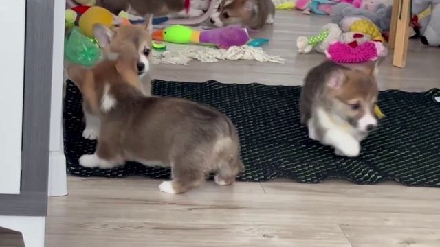 Фрай Винд Ш-помет, щенки вельш корги пемброк, 7 недель