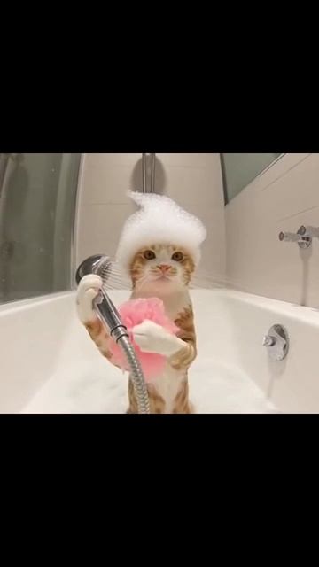 #смешныеживотные #милыезверушки #веселоживотные #веселыепитомцы