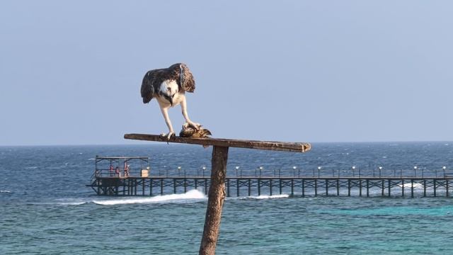 Обед пернатого хищника.Wadi Lahmy Azur Resort.Marsa Alam.Египет.Красное море.Ноябрь 2025.