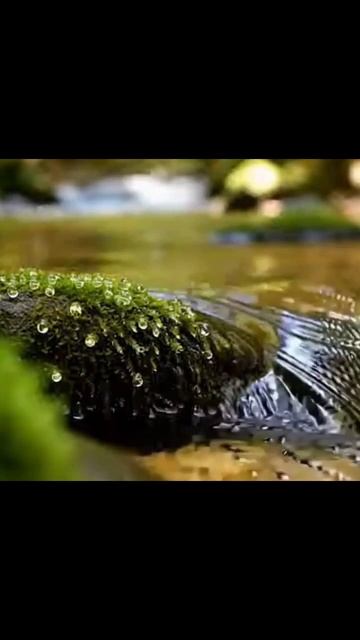 #ASMR #асмр #звукиприроды