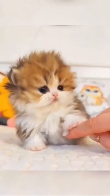 Fd68c33c5c883968c66185761faa1f06