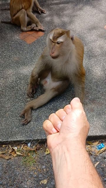 Обмануть  обезьяну и обидеть