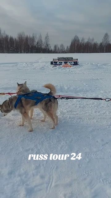 10.02.2026 Зооферма Шихово🐇🐎🐫🦝🐐🐕🦺🦌 #зима #подмосковье #ферма