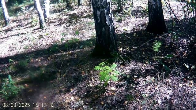 ПРОГУЛКА ПО ЛЕТНИМУ ЛЕСУ. ОСМОТР ГРИБОВ