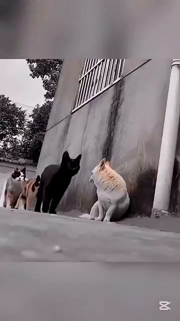 Один удар кота - и собака в шоке😹😱#shorts #love