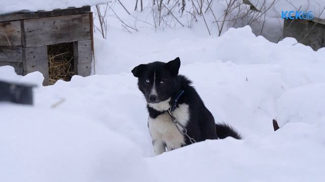 Приют для собак, помощь волонтеров, итоги года и потенциальные питомцы