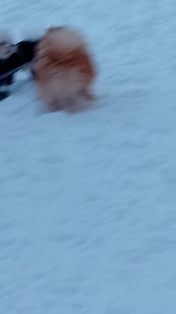 Микки и Миша