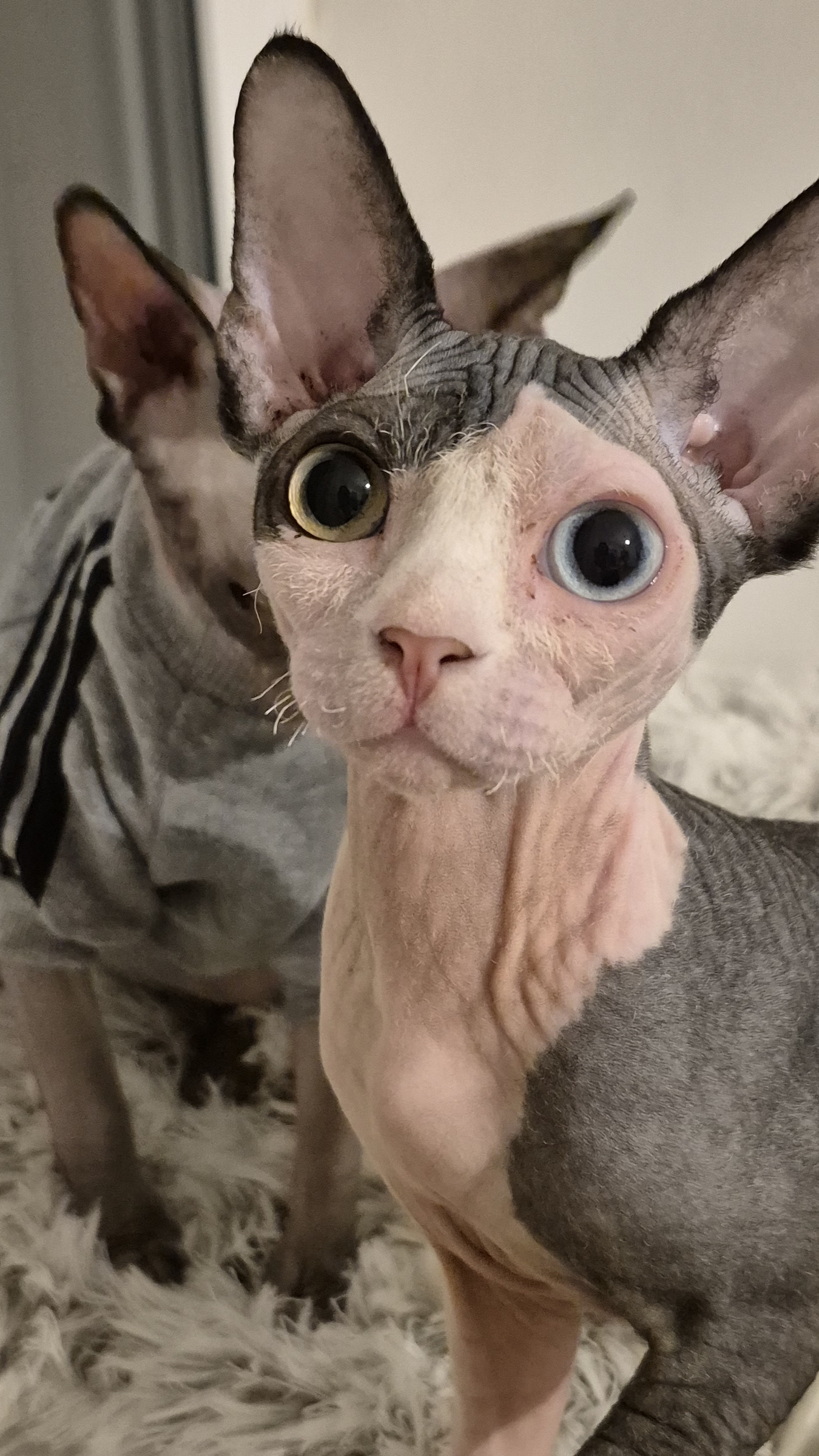 Наша жизнь #коты #смешныекоты #животные #shorts