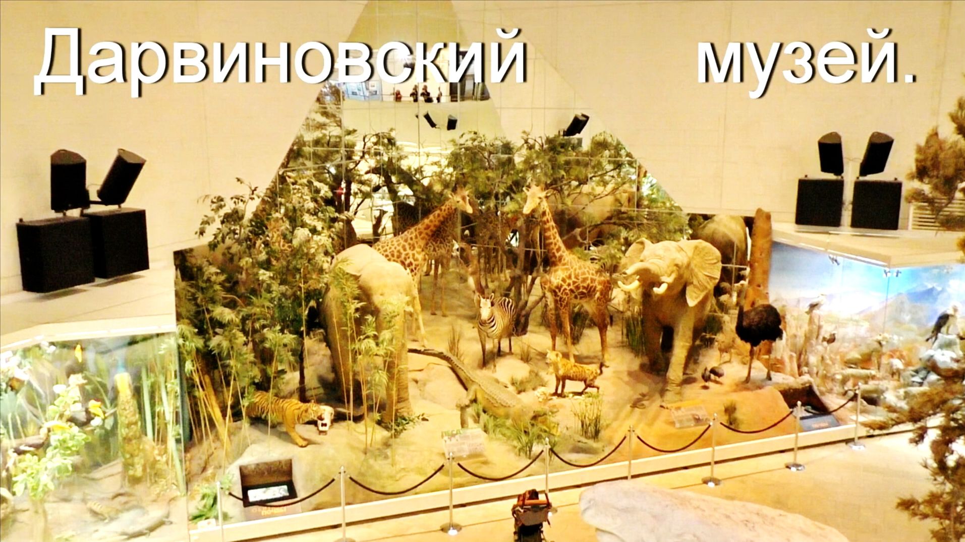 Дарвиновский музей