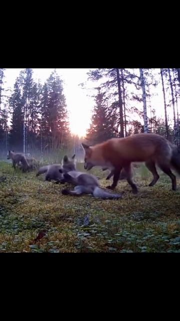 #лес #природа #лиса