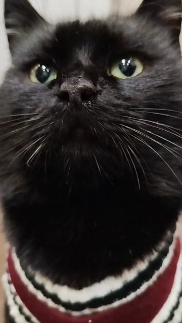 #село #кот #черныш #котик #животные #голос #мысли #мысливслух #cat