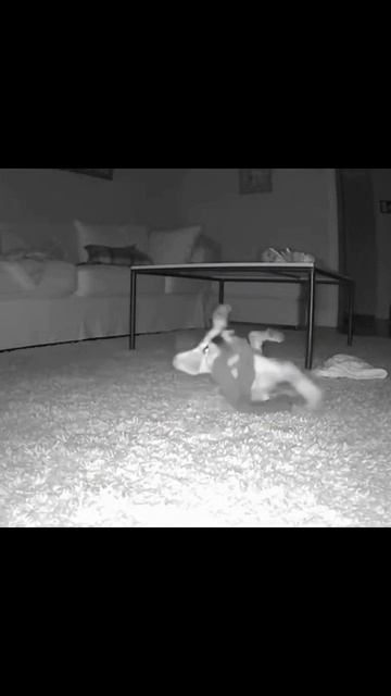 Милый щенок #щенокприключения #ласковыйпес #маленькийдруг