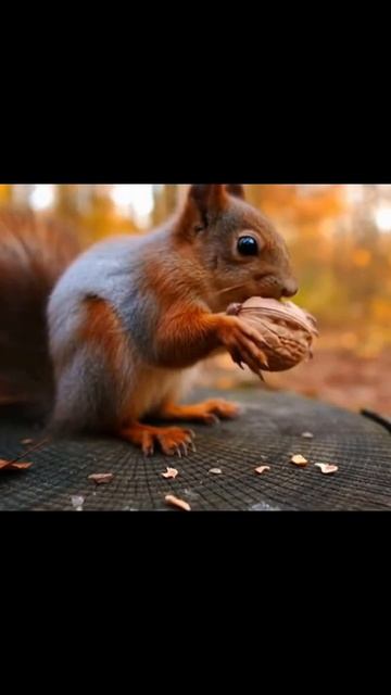 #еноттанцует #животныетанцуют #танцысживотными #приключенияенота #времяпотанцевать #енотвперед