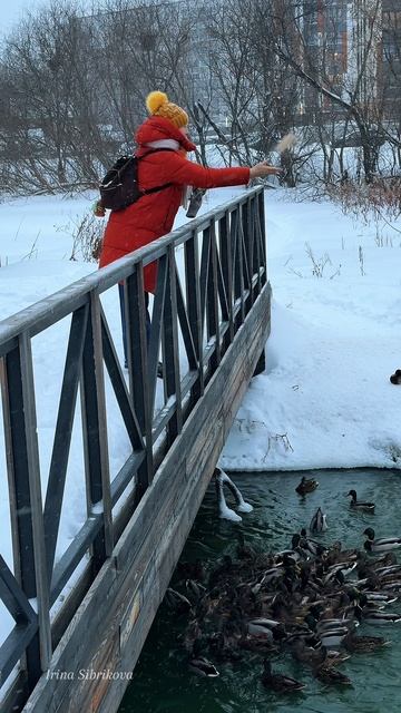 Не кормите уток хлебом❗️Уточки Новосибирска 🦆