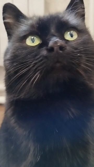 #село #кот #черныш #котик #животные #голос #мысли #мысливслух #cat