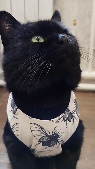 #село #кот #черныш #котик #животные #голос #мысли #мысливслух #cat