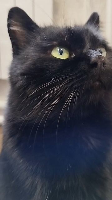 #село #кот #черныш #котик #животные #голос #мысли #мысливслух #cat