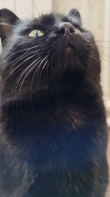 #село #кот #черныш #котик #животные #голос #мысли #мысливслух #cat