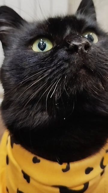 #село #кот #черныш #котик #животные #голос #мысли #мысливслух #cat