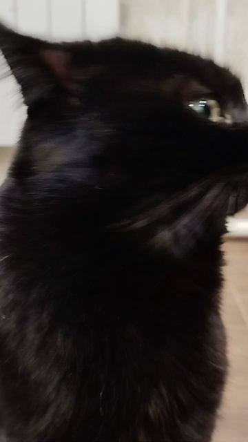 #село #кот #черныш #котик #животные #голос #мысли #мысливслух #cat