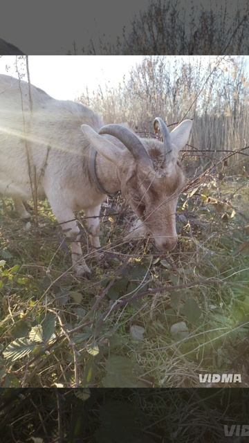Если бы у Ляли была страница на сайте знакомств 😁❤️