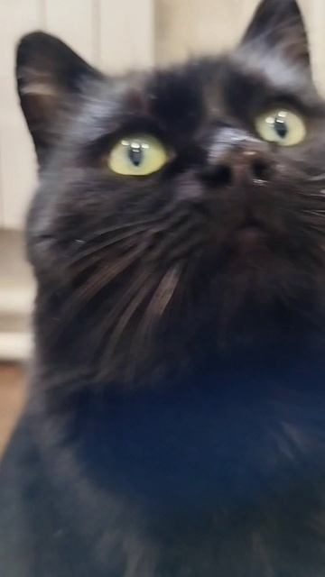 #село #кот #черныш #котик #животные #голос #мысли #мысливслух #cat