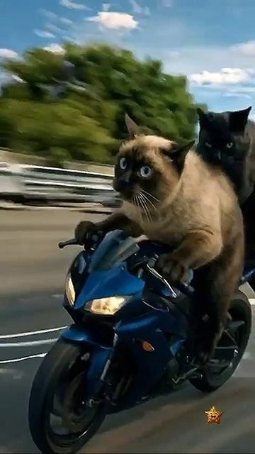 Moto_cat