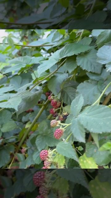 Роскошная усадьба в Тамбовской области