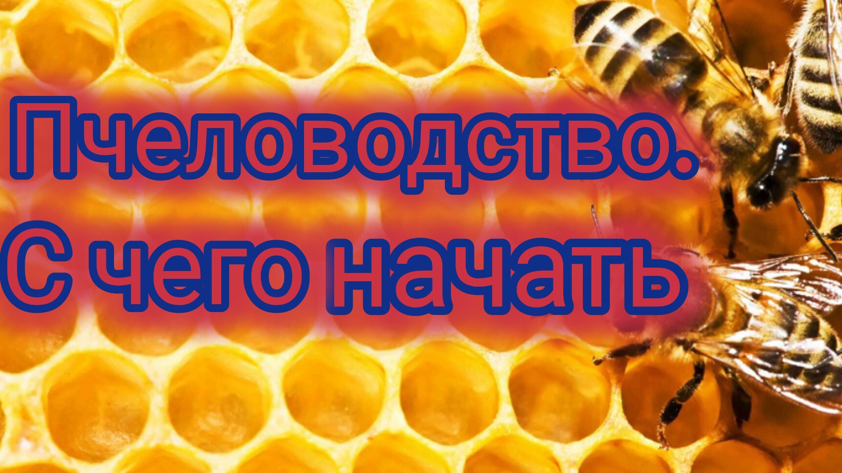 Пчеловодство. С чего начать 🐝🐝🐝