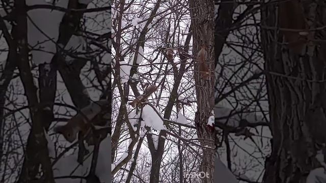 Лыжная жизнь 😁🌲(13.02.26). Чуть оттепель, белки Западного леса сразу в салки 👋🤣.