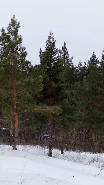 ПРОГУЛКА #ЛЕС #сосны #зима #природа