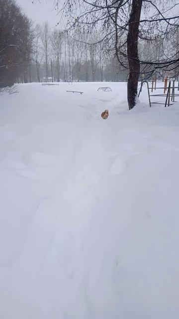 собака на зимней прогулке