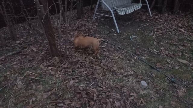 Чапка устал