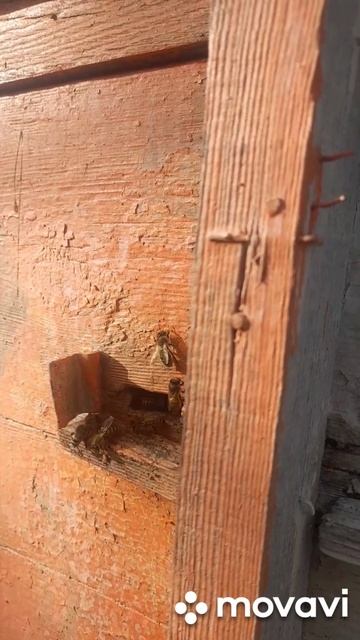 ПЫЛЬЦА ПОШЛА🐝13.02.2026 #пчелы #пасека#пчеловодство