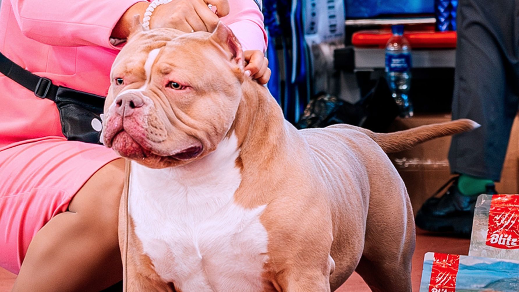 Американский булли Классик