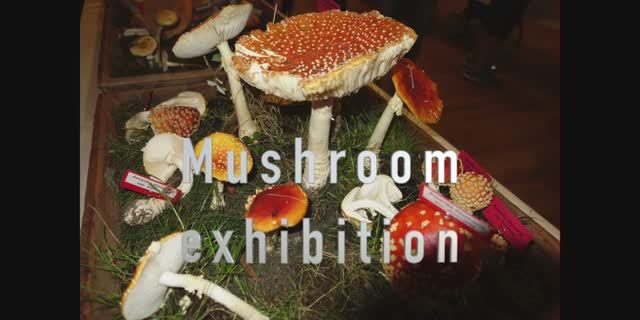 Выставка грибов, растущих в штате Вашингтон (США)