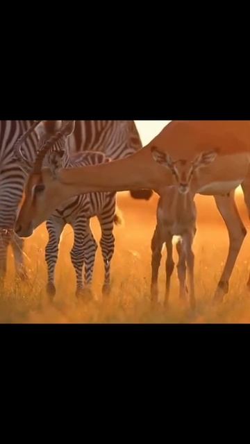 #животные #звери #питомцы #экзотическиеживотные