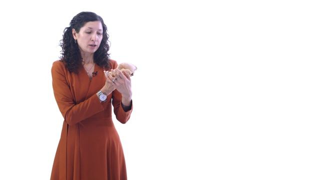 Типы черепа у собак