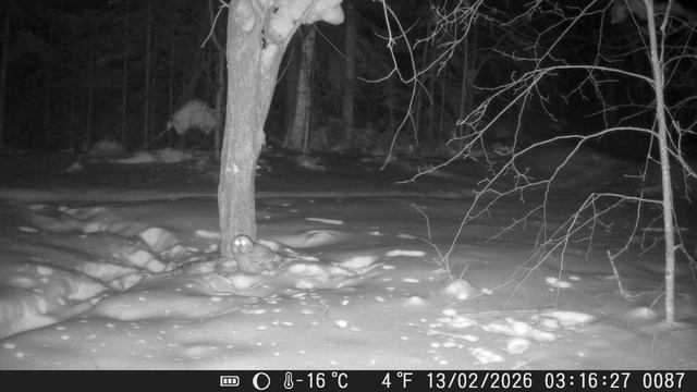 Серая Неясыть.